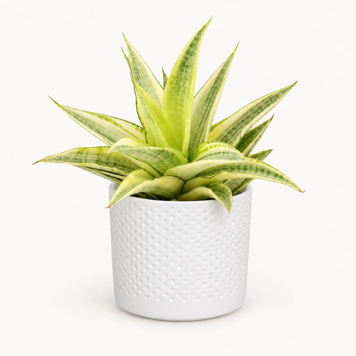 Sansevieria 'Gabriella Crown' 9cm + Era white relief 8.5cm (1096055)