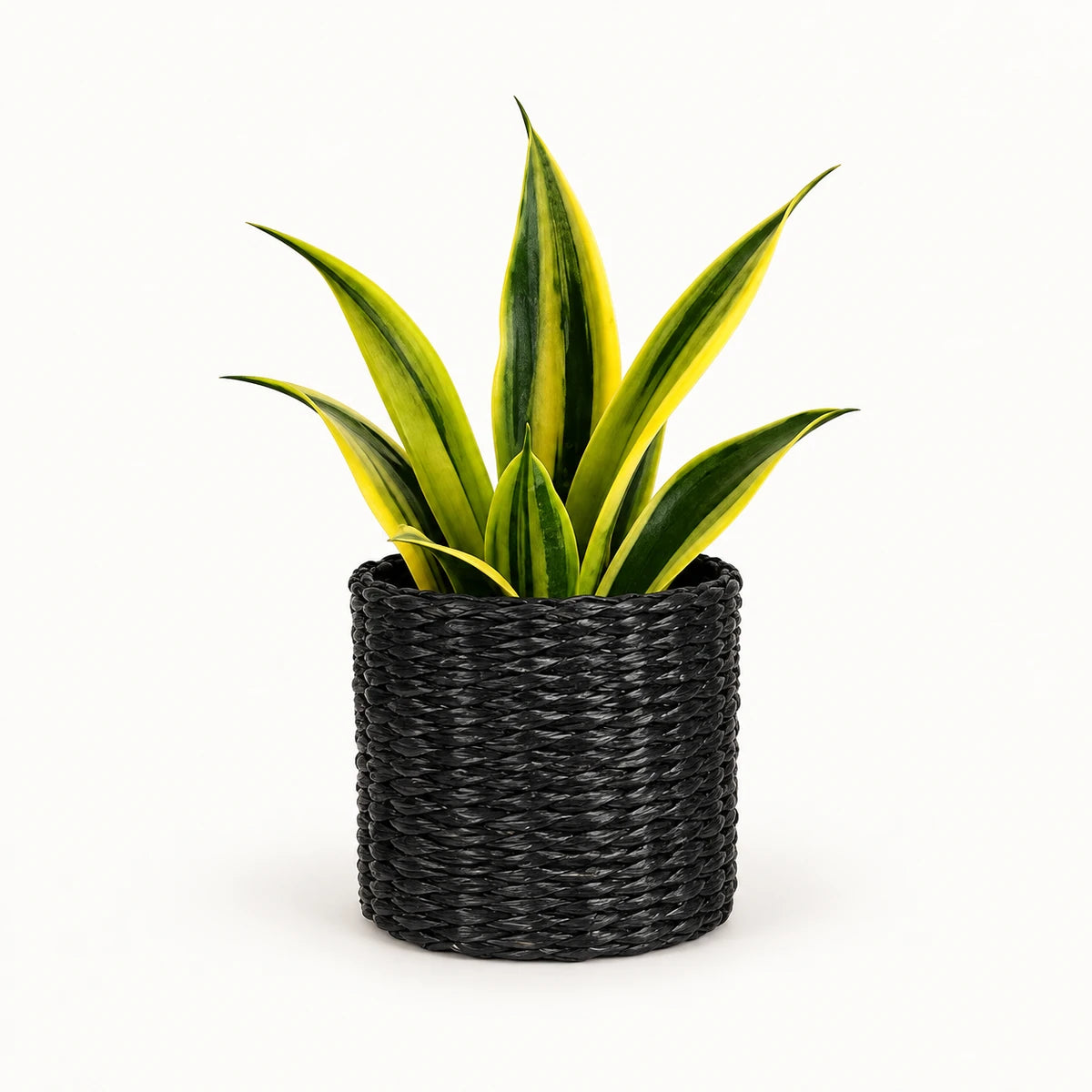 Sansevieria 'golden flame' 12cm + Alexis black 13cm (1102736) — 3