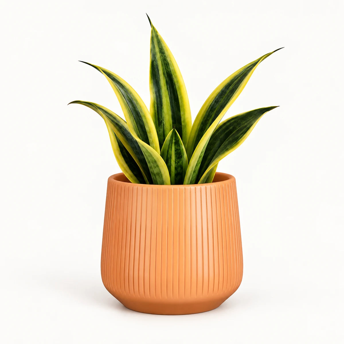 Sansevieria 'golden flame' 12cm + Amber orange vertical 13cm (1133678)