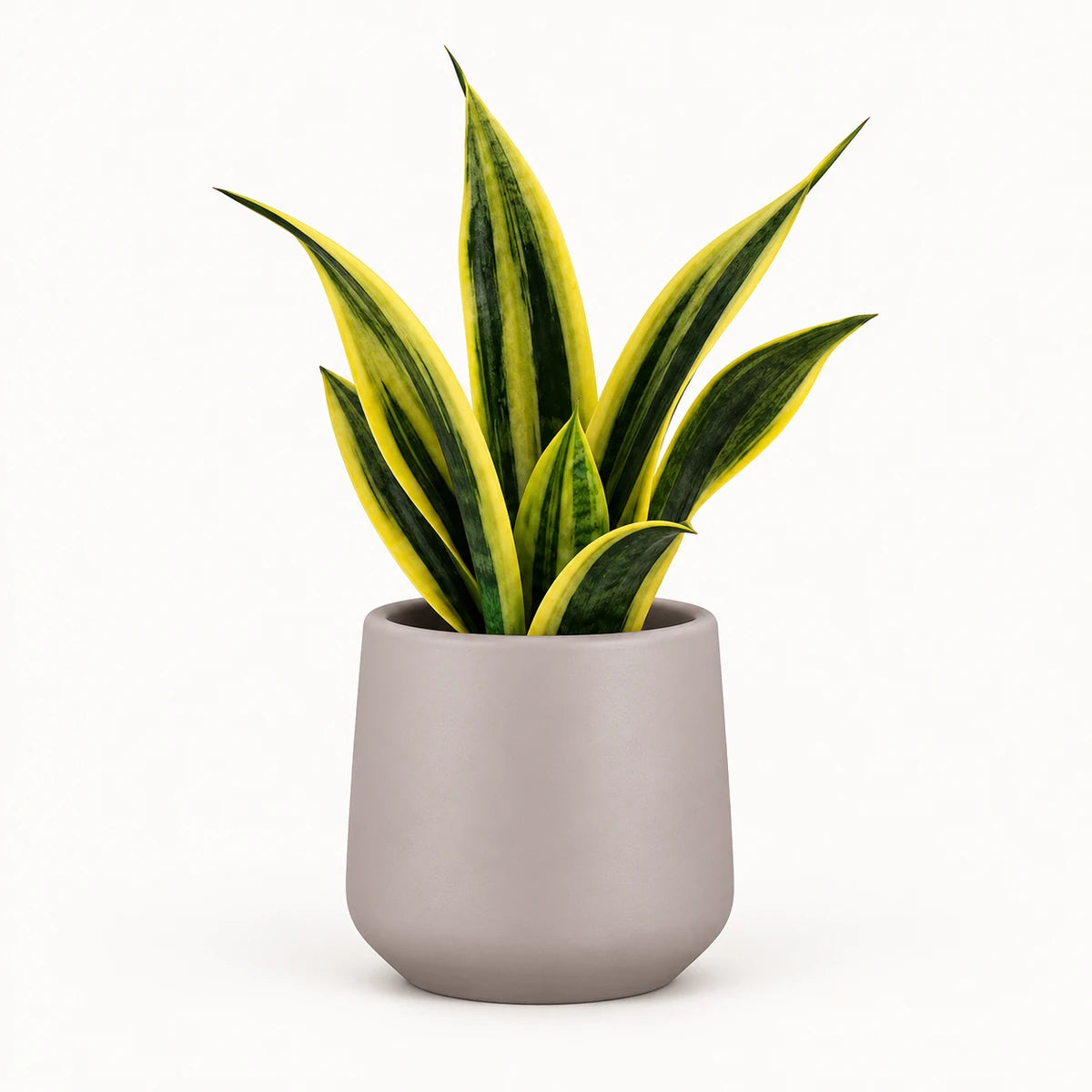 Sansevieria 'golden flame' 12cm + Amber taupe matt 12cm (1087665)