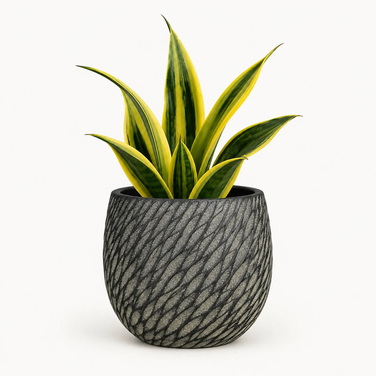 Sansevieria 'golden flame' 12cm + Elio anthracite 12.5cm (1163962)
