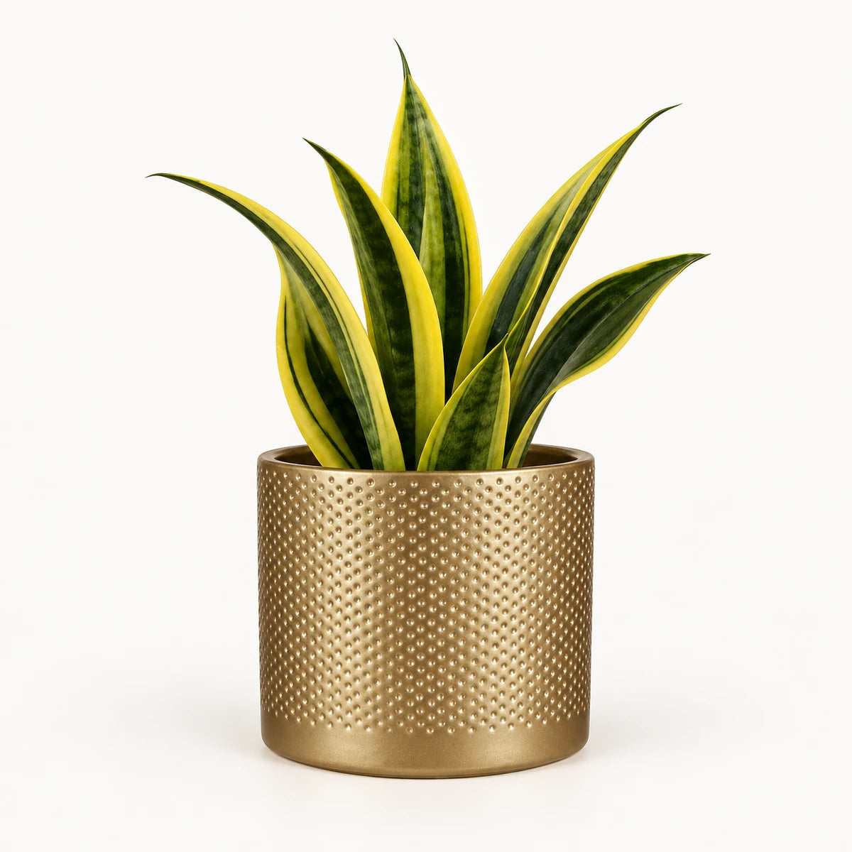 Sansevieria 'golden flame' 12cm + Era gold relief 14cm (1059868)