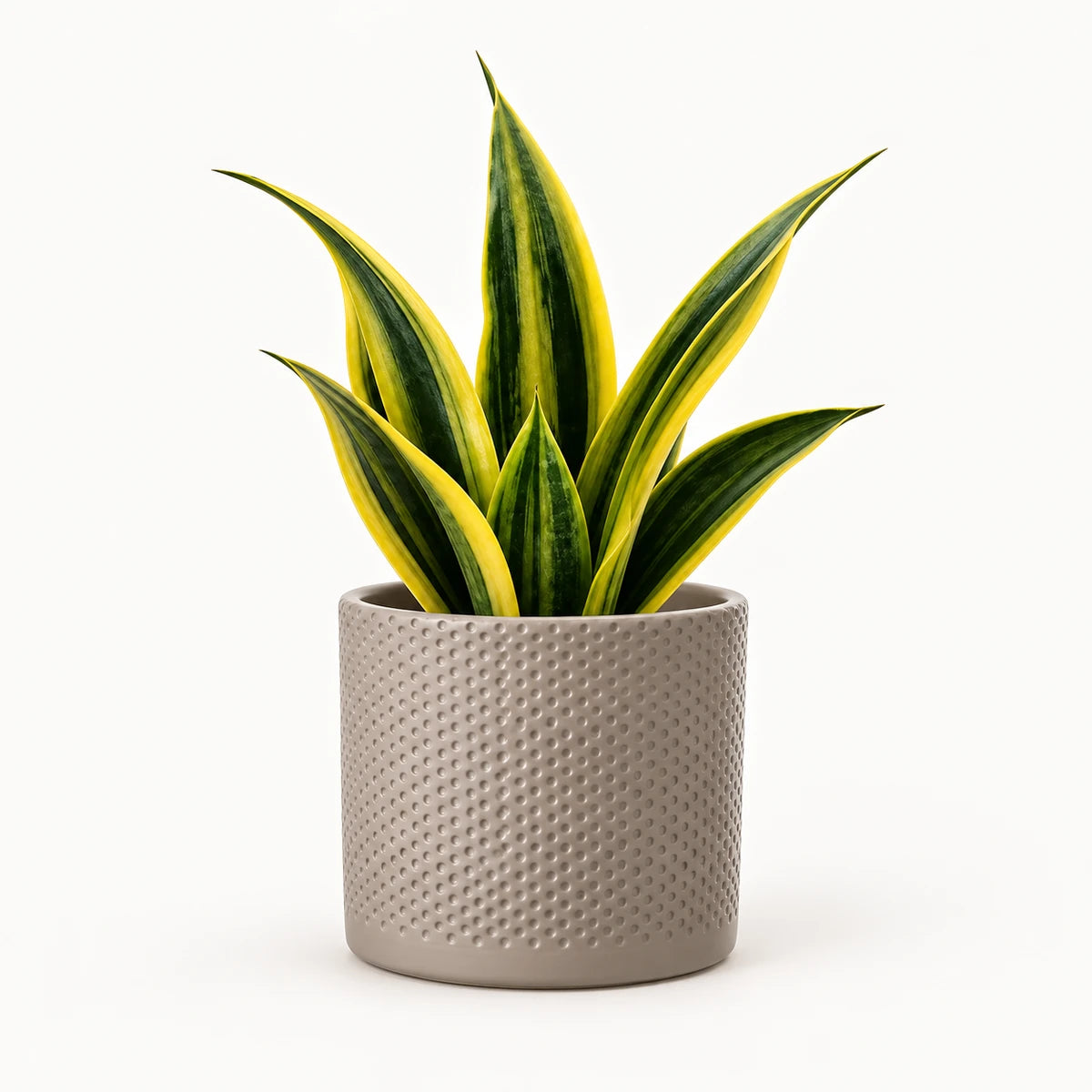 Sansevieria 'golden flame' 12cm + Era taupe relief 12cm (1051627)
