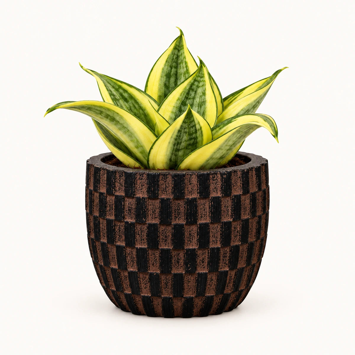 Sansevieria 'golden hahnii' 6cm + Capi Egg wave brown 10cm (BWVB139)