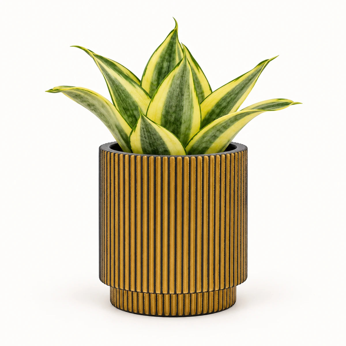 Sansevieria 'golden hahnii' 6cm + Capi Vase cylinder groove black-gold 8cm (BGVGB311)