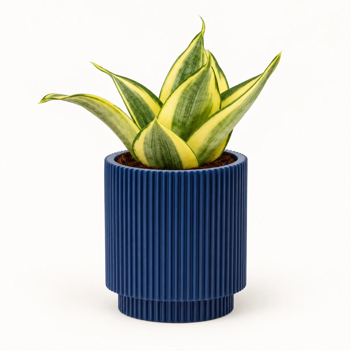 Sansevieria 'golden hahnii' 6cm + Capi Vase cylinder groove dark blue 8cm (BGVDB311)