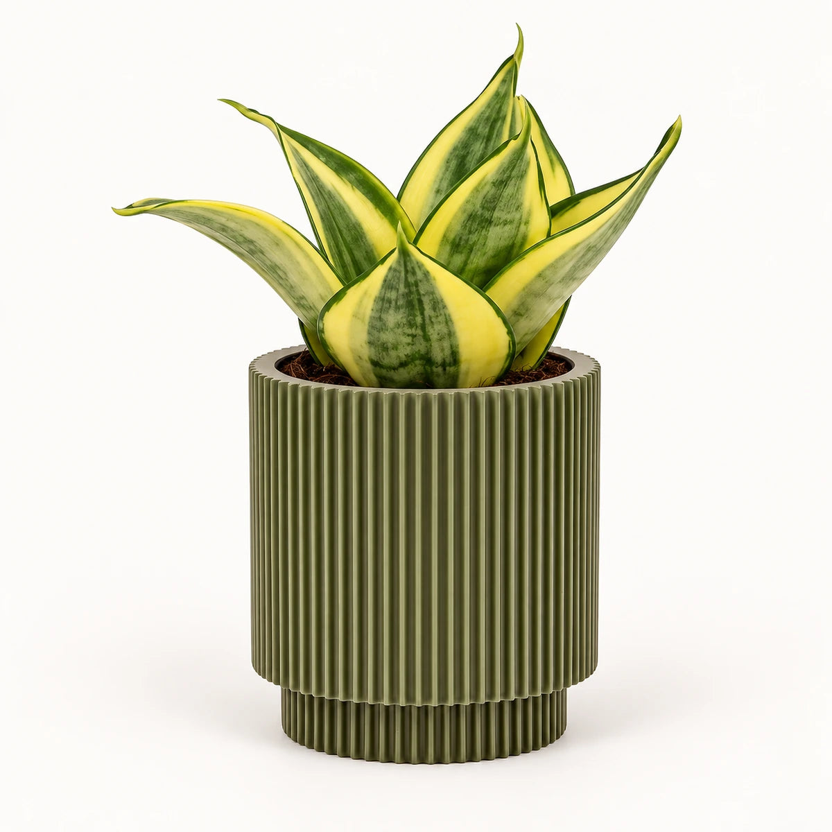 Sansevieria 'golden hahnii' 6cm + Capi Vase cylinder groove green 8cm (BGVGN311)