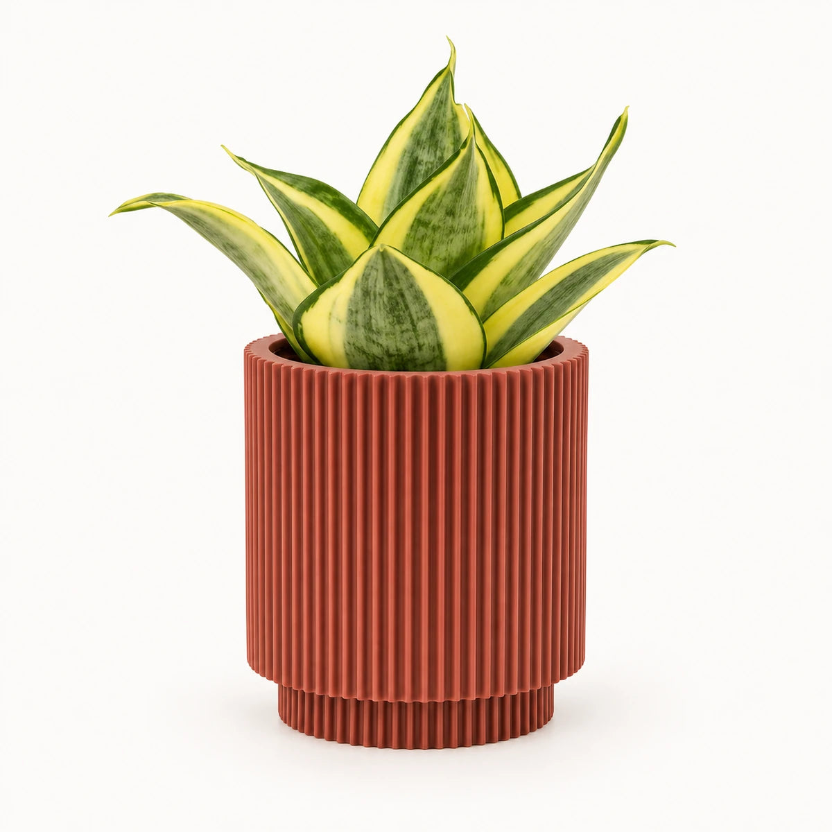 Sansevieria 'golden hahnii' 6cm + Capi Vase cylinder groove merlot-red 8cm (BGVMR311)