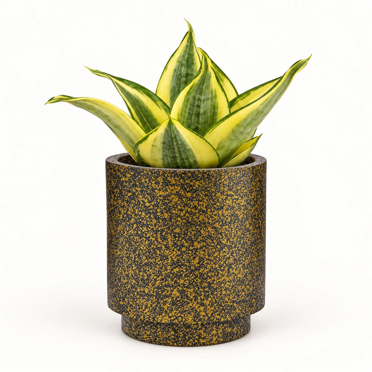 Sansevieria 'golden hahnii' 6cm + Capi Vase cylinder Terrazzo gold 8cm (BTZG311)
