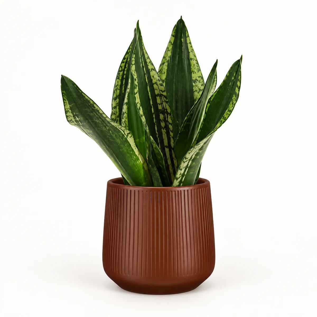 Sansevieria 'Grey Stripe' 14cm + Amber d. brown vertical 15cm (1133757)