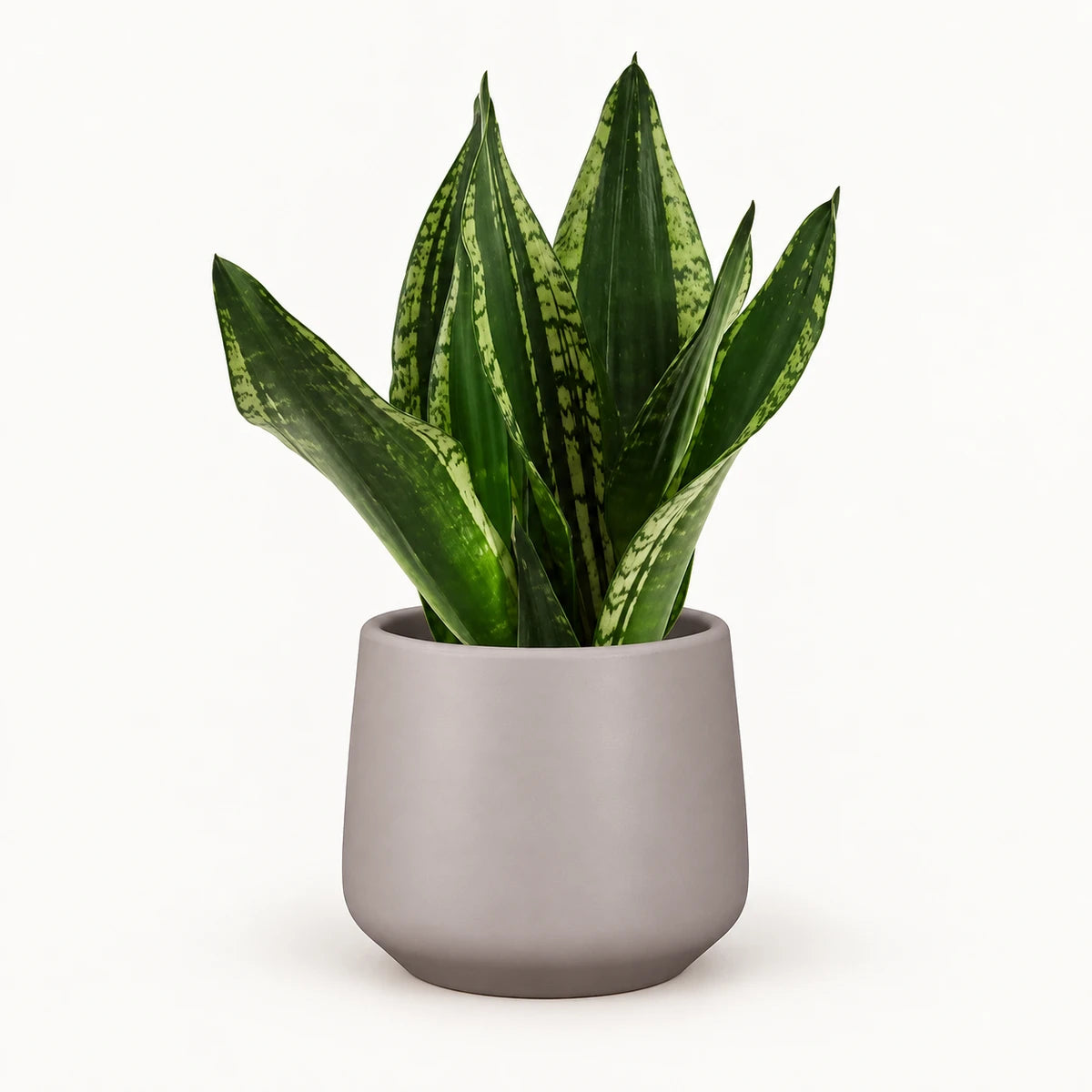 Sansevieria 'Grey Stripe' 14cm + Amber taupe matt 15cm (1087666)