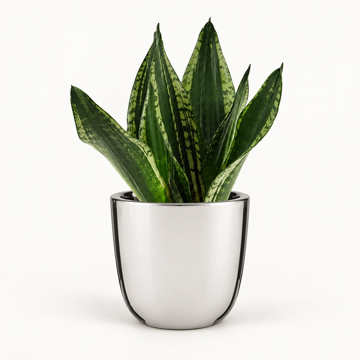 Sansevieria 'Grey Stripe' 14cm + Chaz silver 15.5cm (116702)