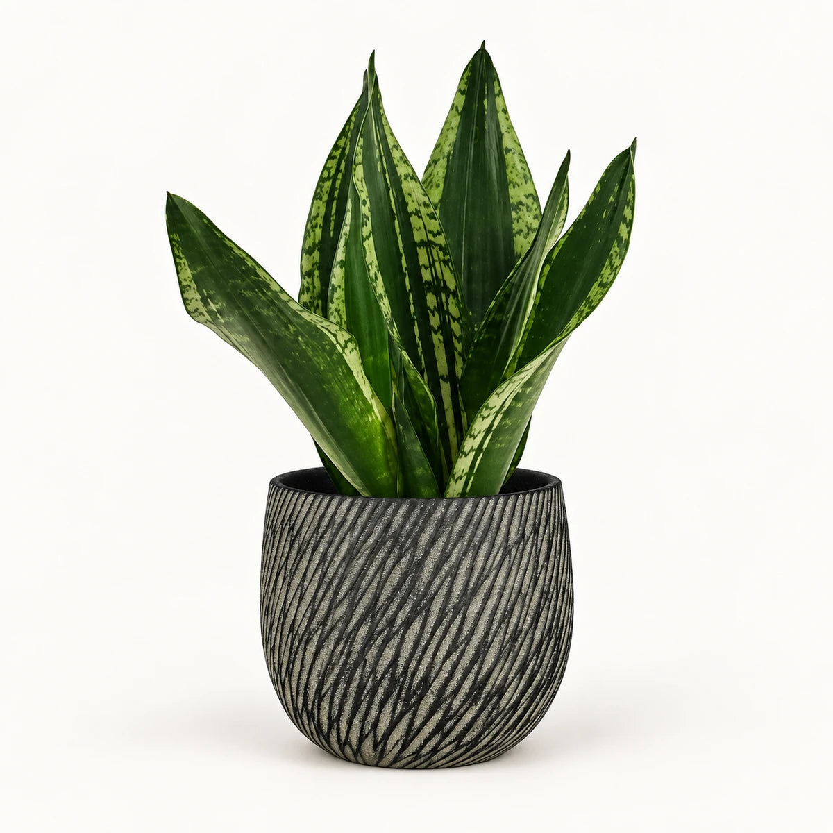 Sansevieria 'Grey Stripe' 14cm + Elio anthracite 14.5cm (1163963)