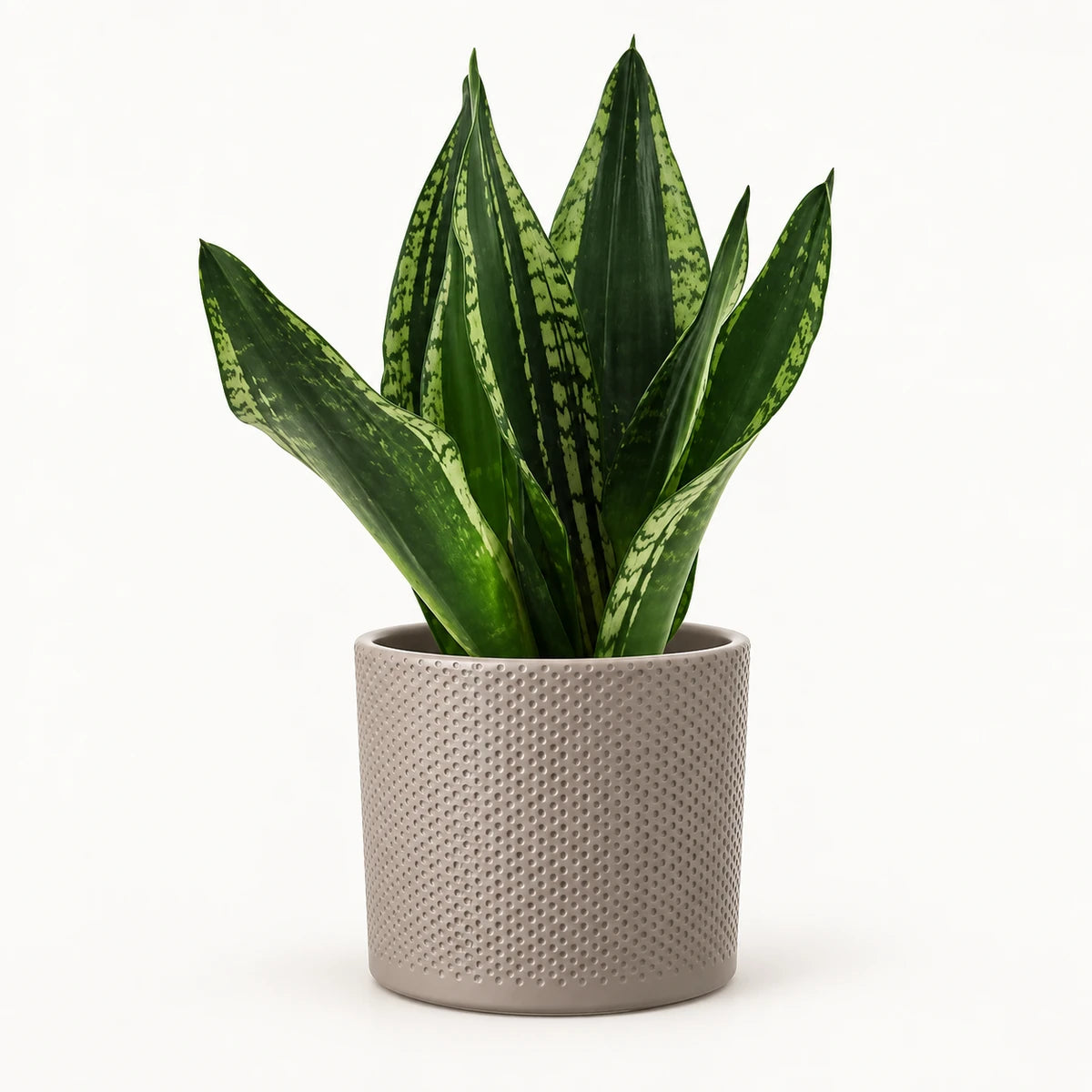 Sansevieria 'Grey Stripe' 14cm + Era taupe relief 15.5cm (1051629)