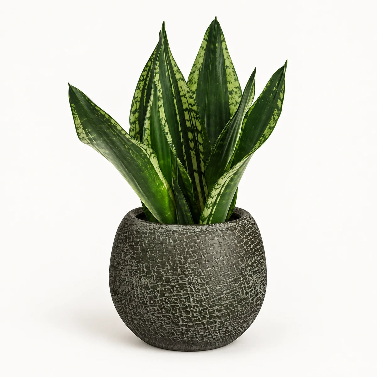 Sansevieria 'Grey Stripe' 14cm + Raquel green 19cm
