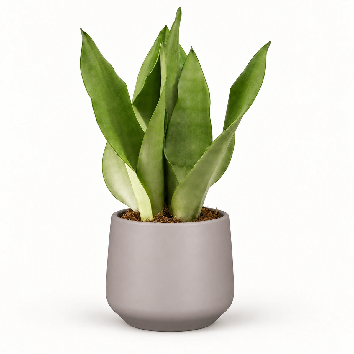 Sansevieria 'moonshine' 12cm + Amber taupe matt 13cm
