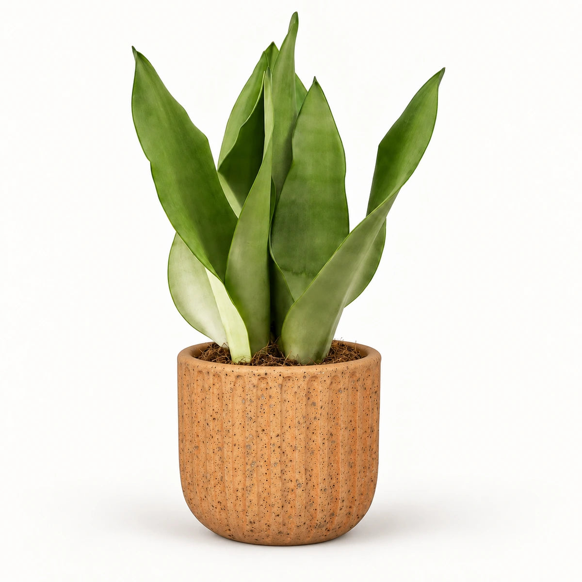 Sansevieria 'moonshine' 12cm + Dante l. brown 14cm
