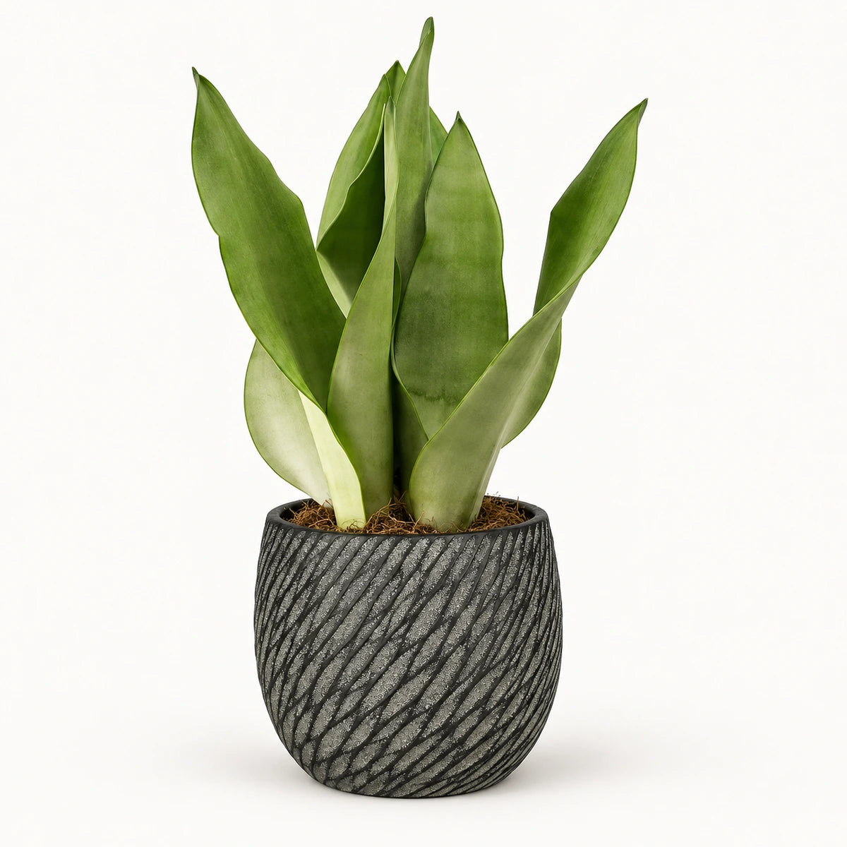 Sansevieria 'moonshine' 12cm + Elio anthracite 12.5cm