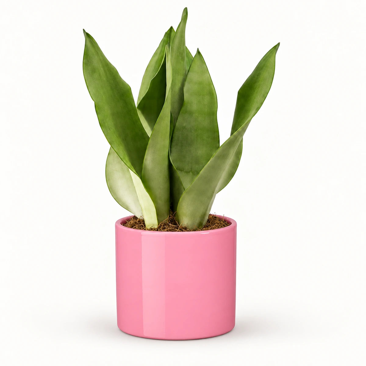 Sansevieria 'moonshine' 12cm + Era pink 12cm