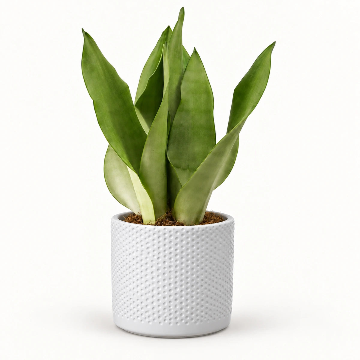 Sansevieria 'moonshine' 12cm + Era white relief 14cm