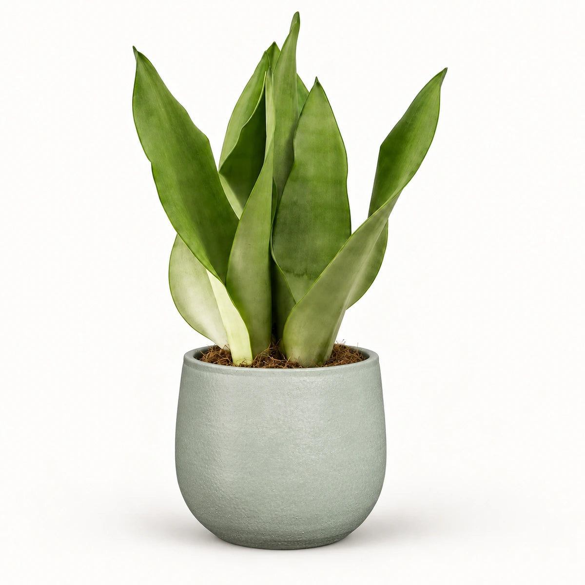 Sansevieria 'moonshine' 12cm + Sevilla grey 12.5cm