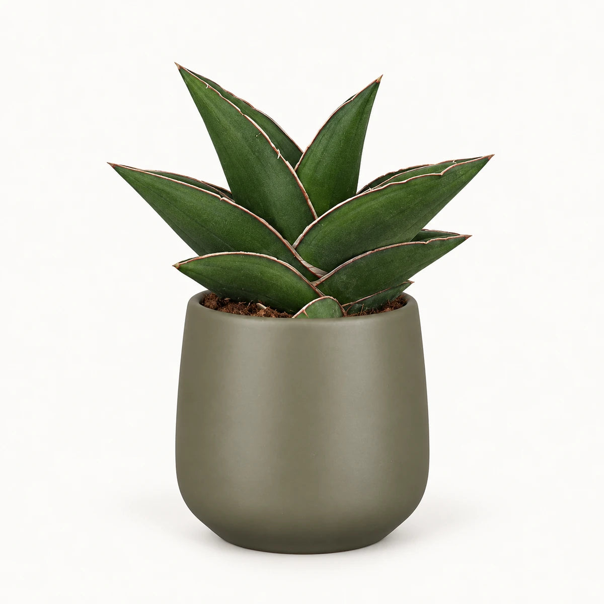Sansevieria 'samurai' 9cm + Amber green matt 8.5cm (1087670)