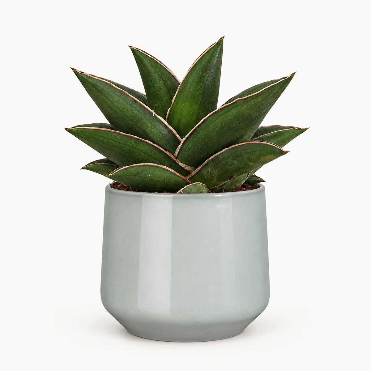 Sansevieria 'samurai' 9cm + Amber light grey 9cm (1167581)