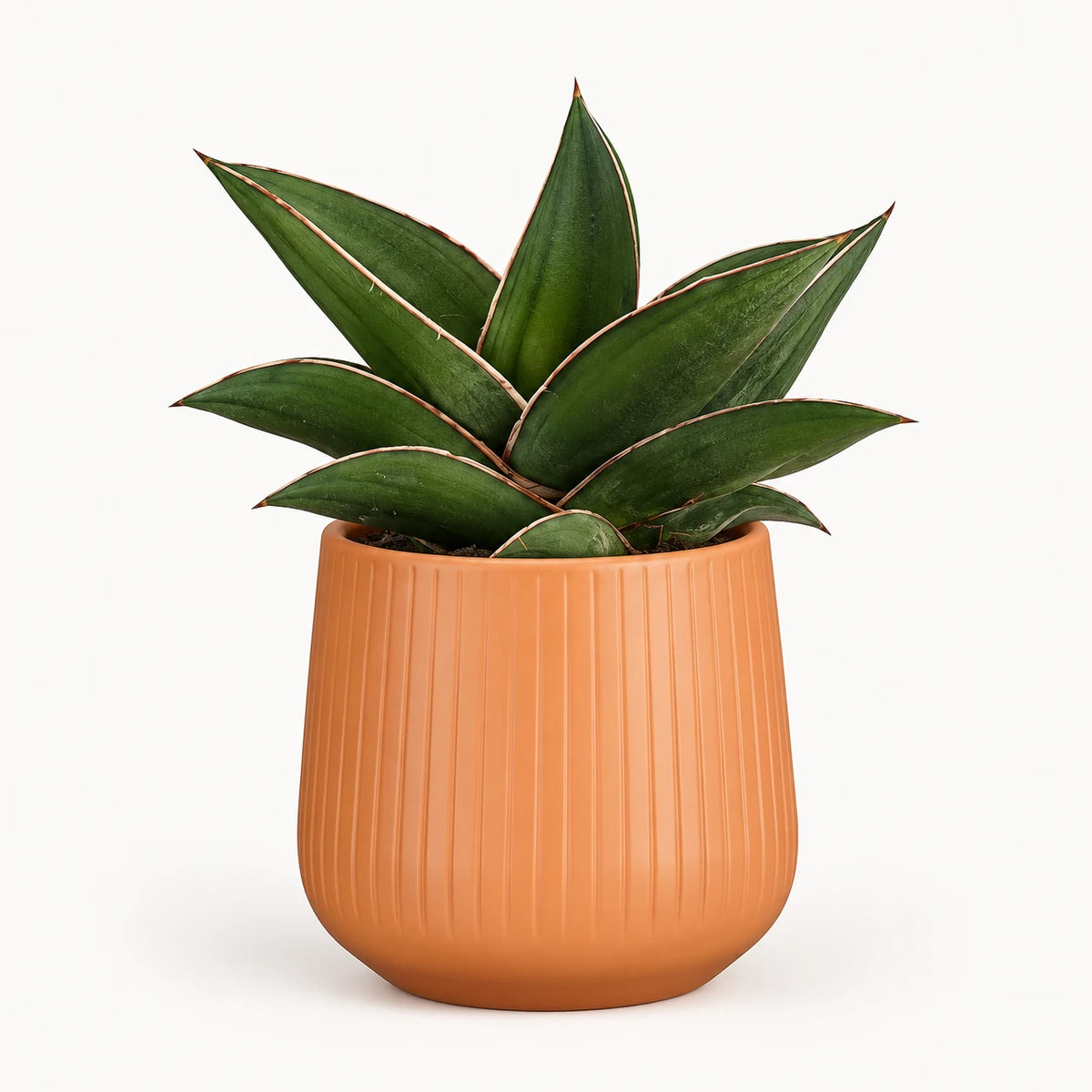 Sansevieria 'samurai' 9cm + Amber orange vertical 9cm (1133676)