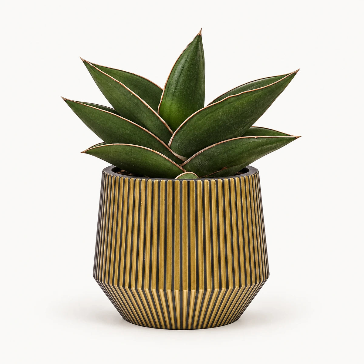 Sansevieria 'samurai' 9cm + Capi Vase cylinder geo groove black-gold 13cm (BGVGB332)
