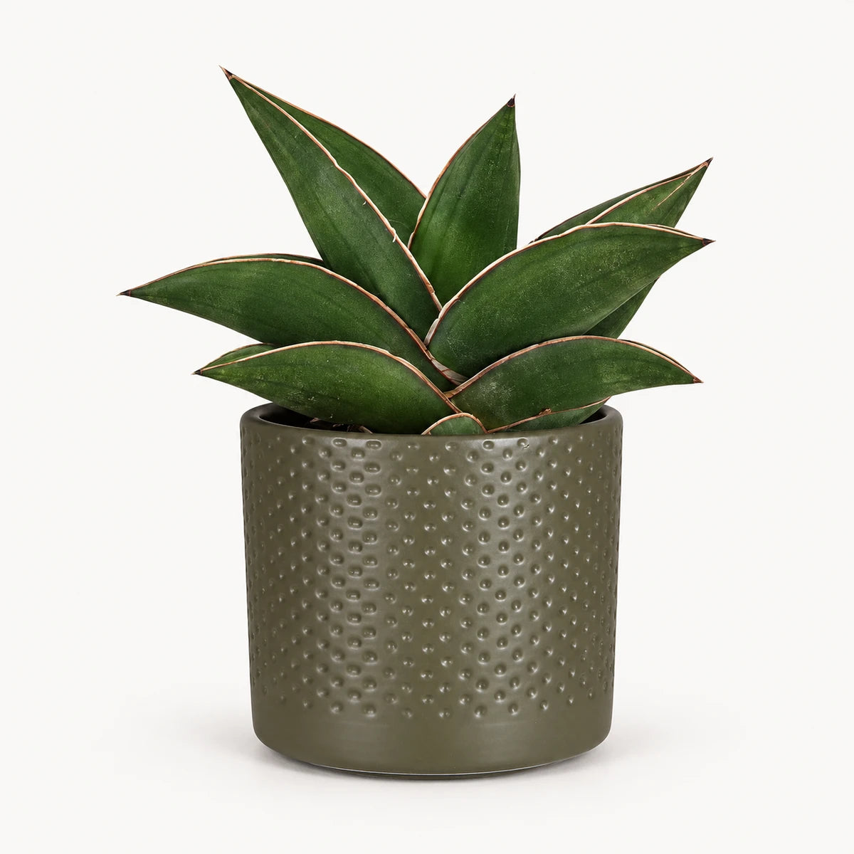 Sansevieria 'samurai' 9cm + Era green relief 8.5cm (1096064)