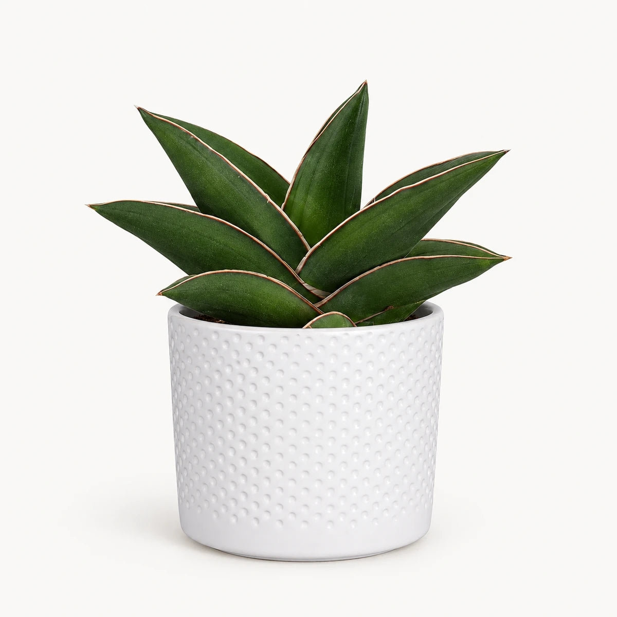 Sansevieria 'samurai' 9cm + Era white relief 8.5cm (1096055)