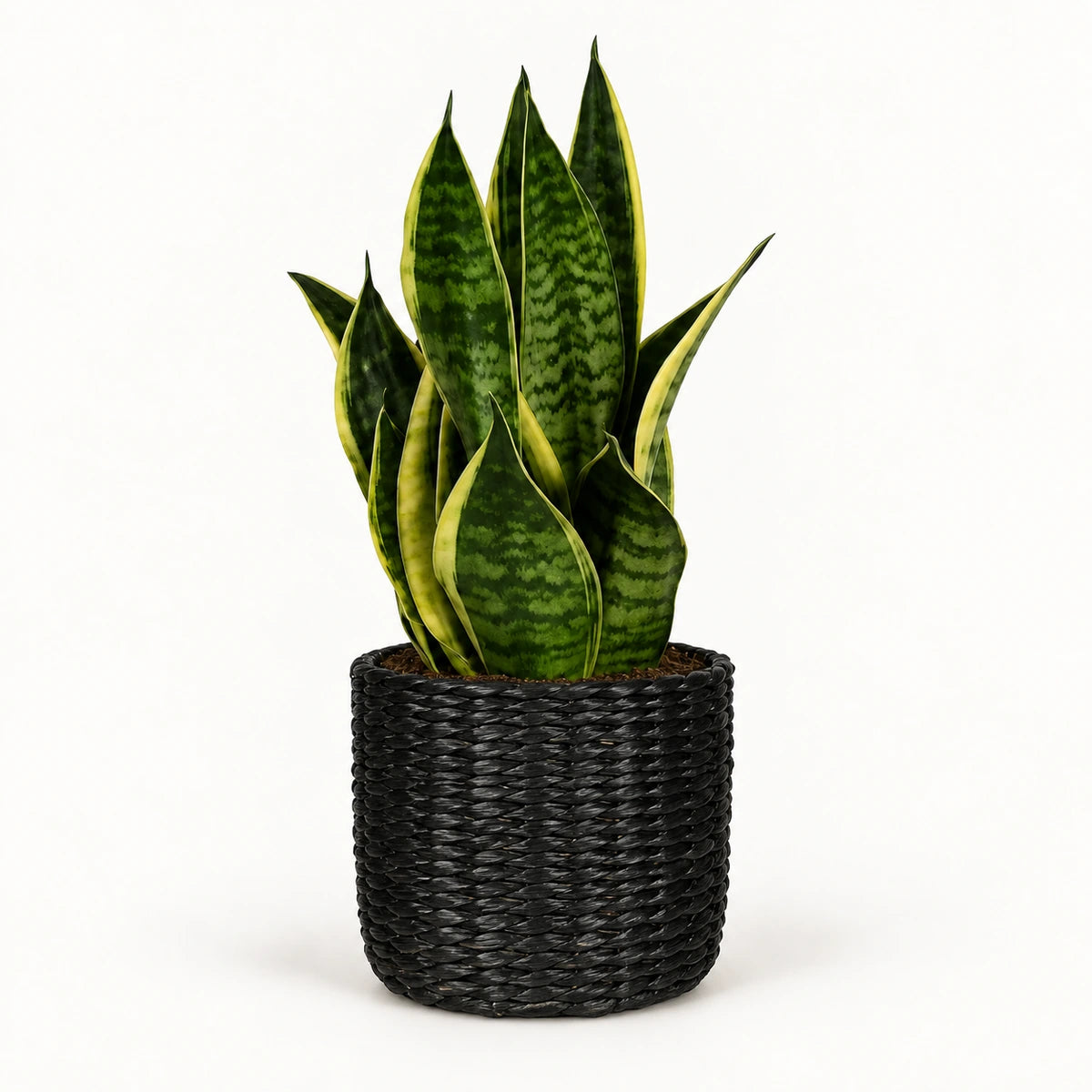 Sansevieria tr. 'futura superba' 12cm + Alexis black 13cm (1102736)