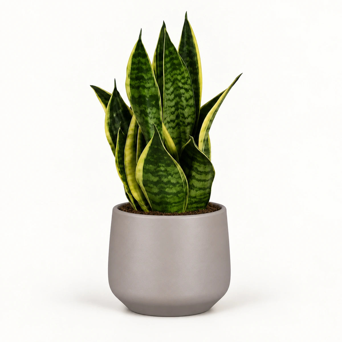 Sansevieria tr. 'futura superba' 12cm + Amber taupe matt 13cm (1097322)