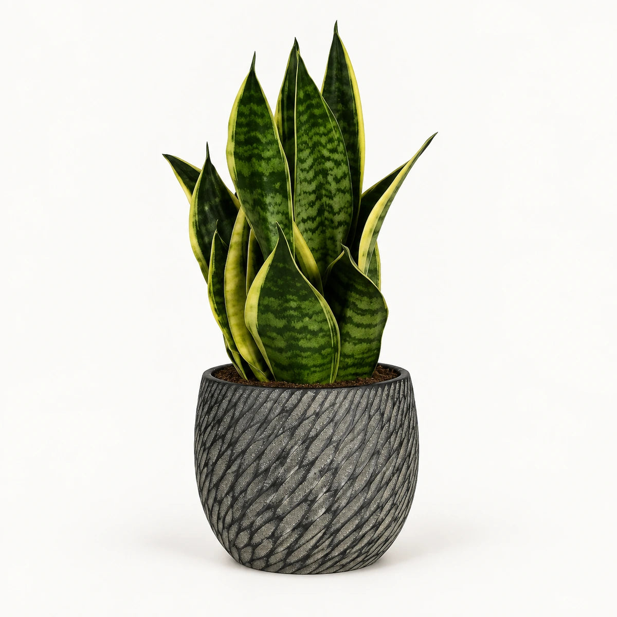 Sansevieria tr. 'futura superba' 12cm + Elio anthracite 12.5cm (1163962)