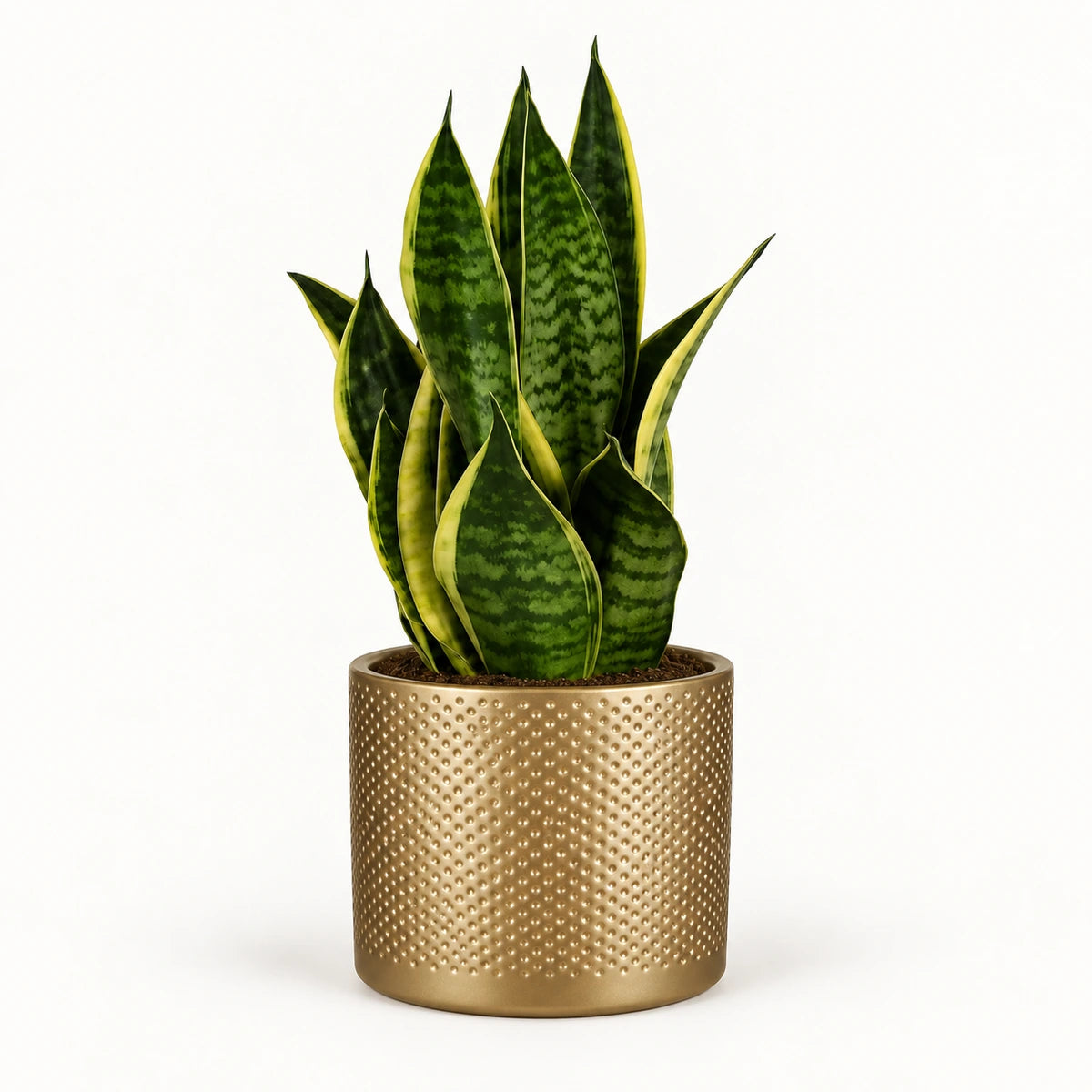 Sansevieria tr. 'futura superba' 12cm + Era gold relief 14cm (1059868)