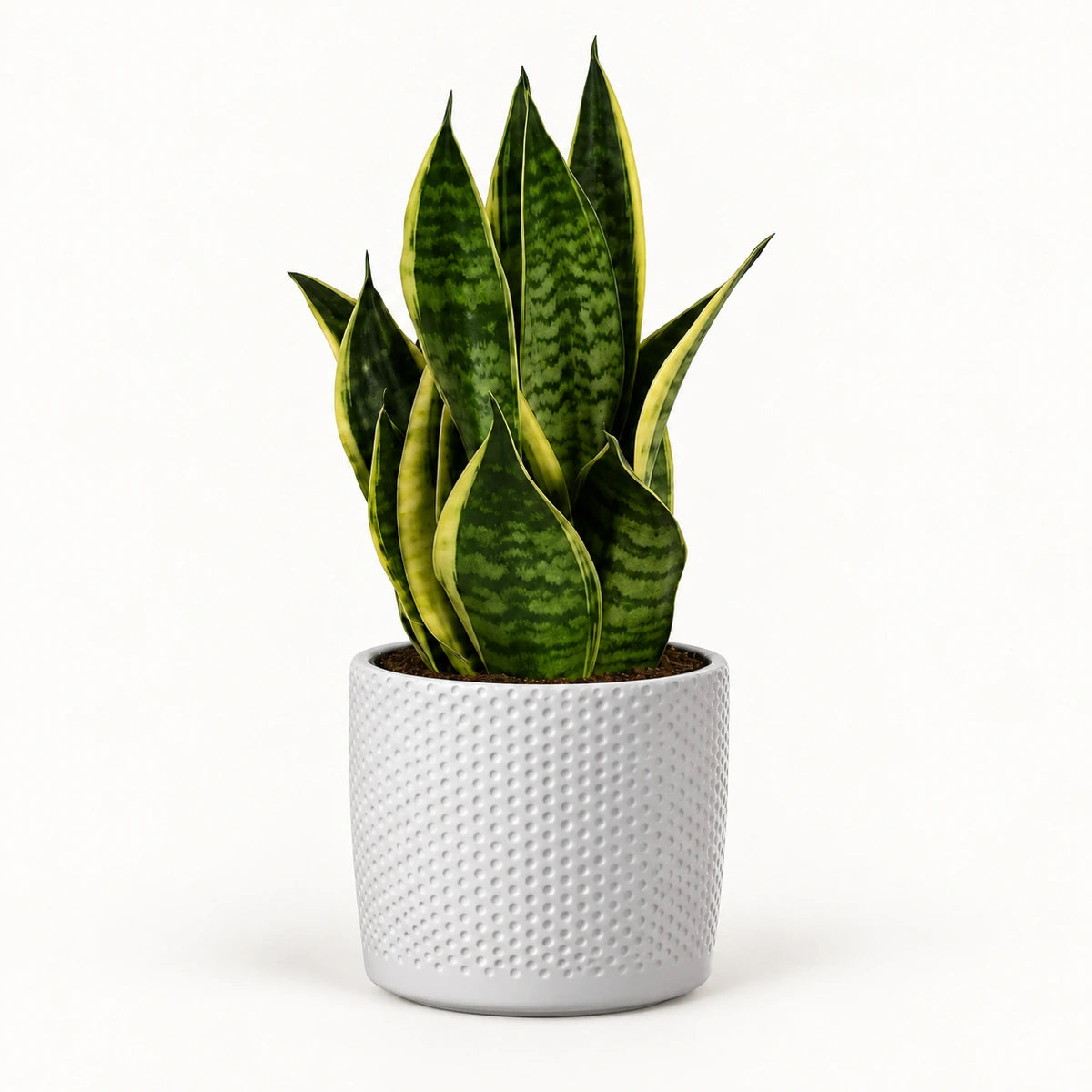 Sansevieria tr. 'futura superba' 12cm + Era white relief 14cm (1051623)