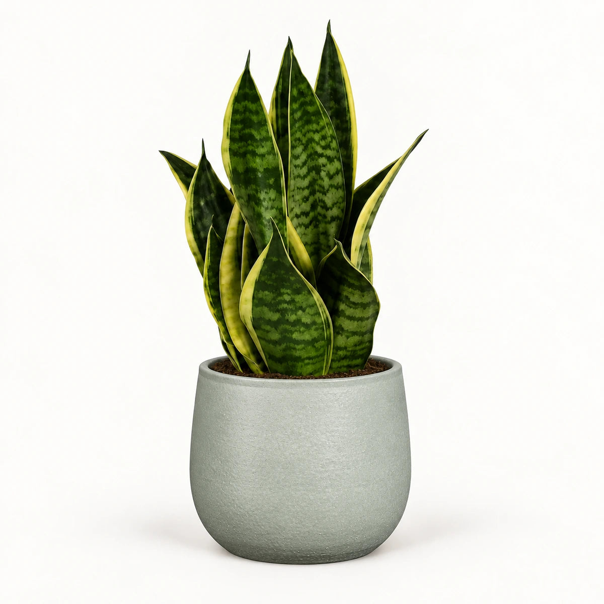 Sansevieria tr. 'futura superba' 12cm + Sevilla grey 12.5cm (1175801)