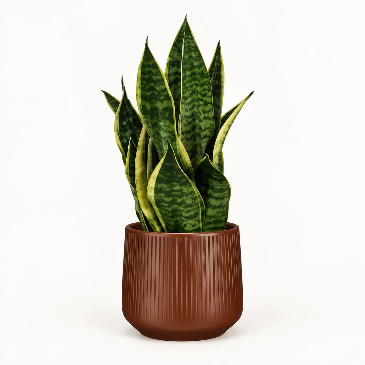 Sansevieria tr. 'futura superba' 14cm + Amber d. brown vertical 15cm (1133757)