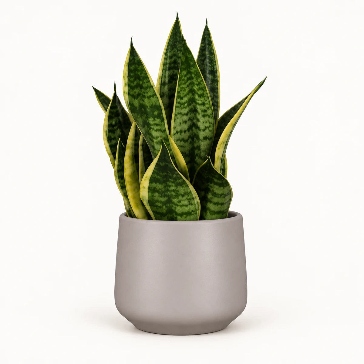 Sansevieria tr. 'futura superba' 14cm + Amber taupe matt 15cm (1087666)