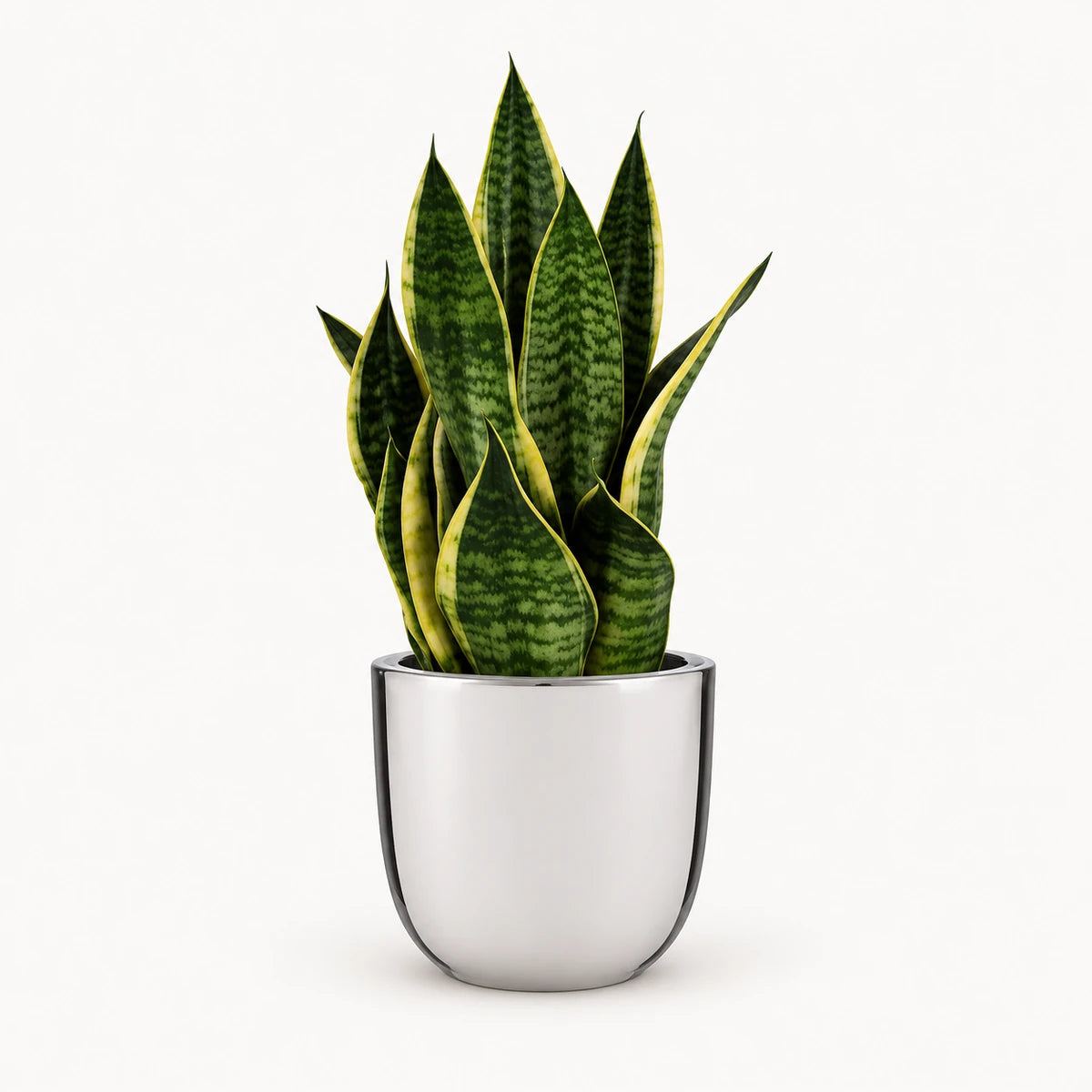 Sansevieria tr. 'futura superba' 14cm + Chaz silver 15.5cm (116702)