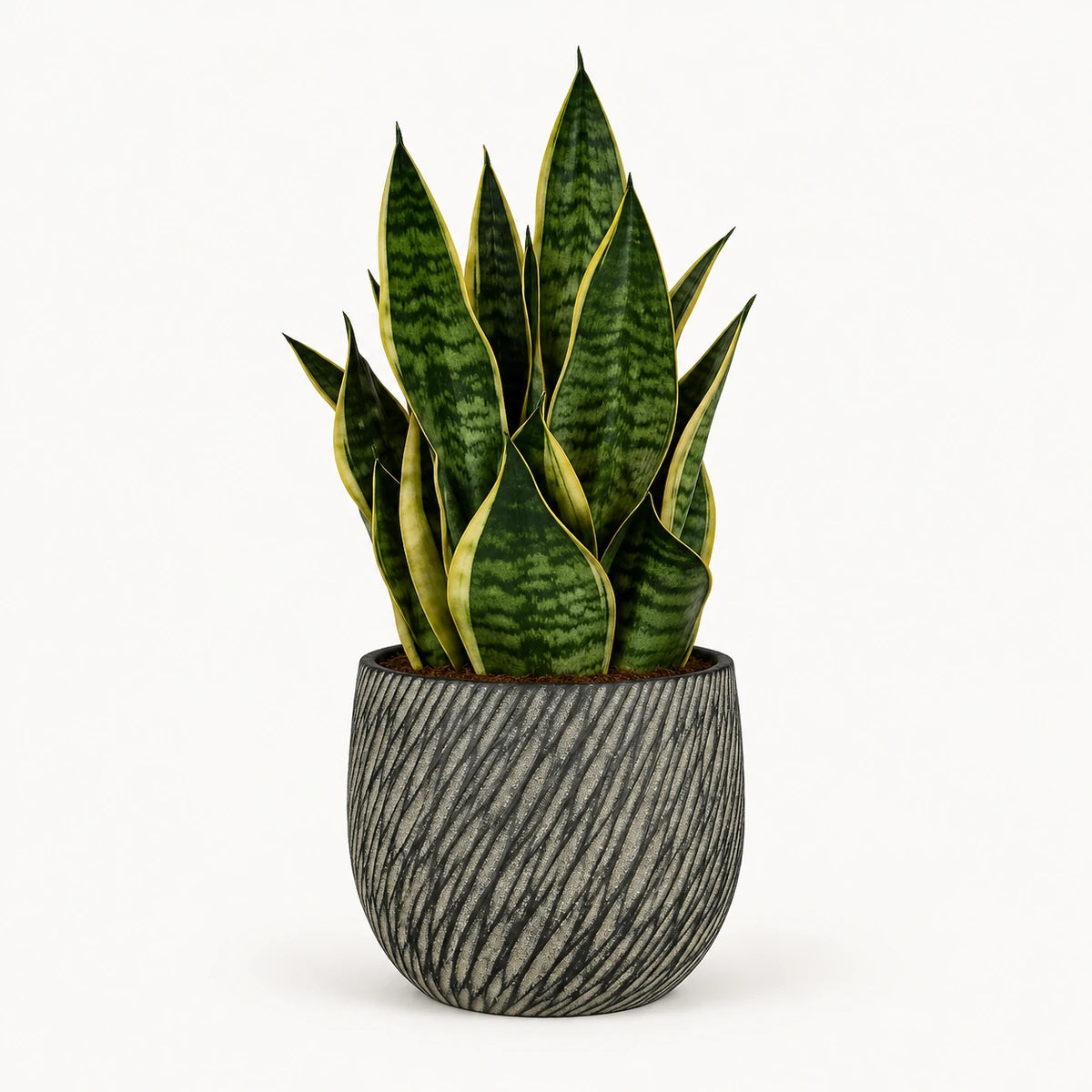 Sansevieria tr. 'futura superba' 14cm + Elio anthracite 14.5cm (1163963)