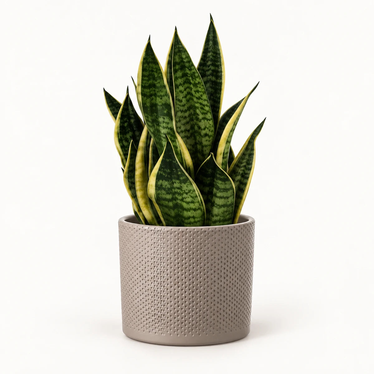 Sansevieria tr. 'futura superba' 14cm + Era taupe relief 15.5cm (1051629)