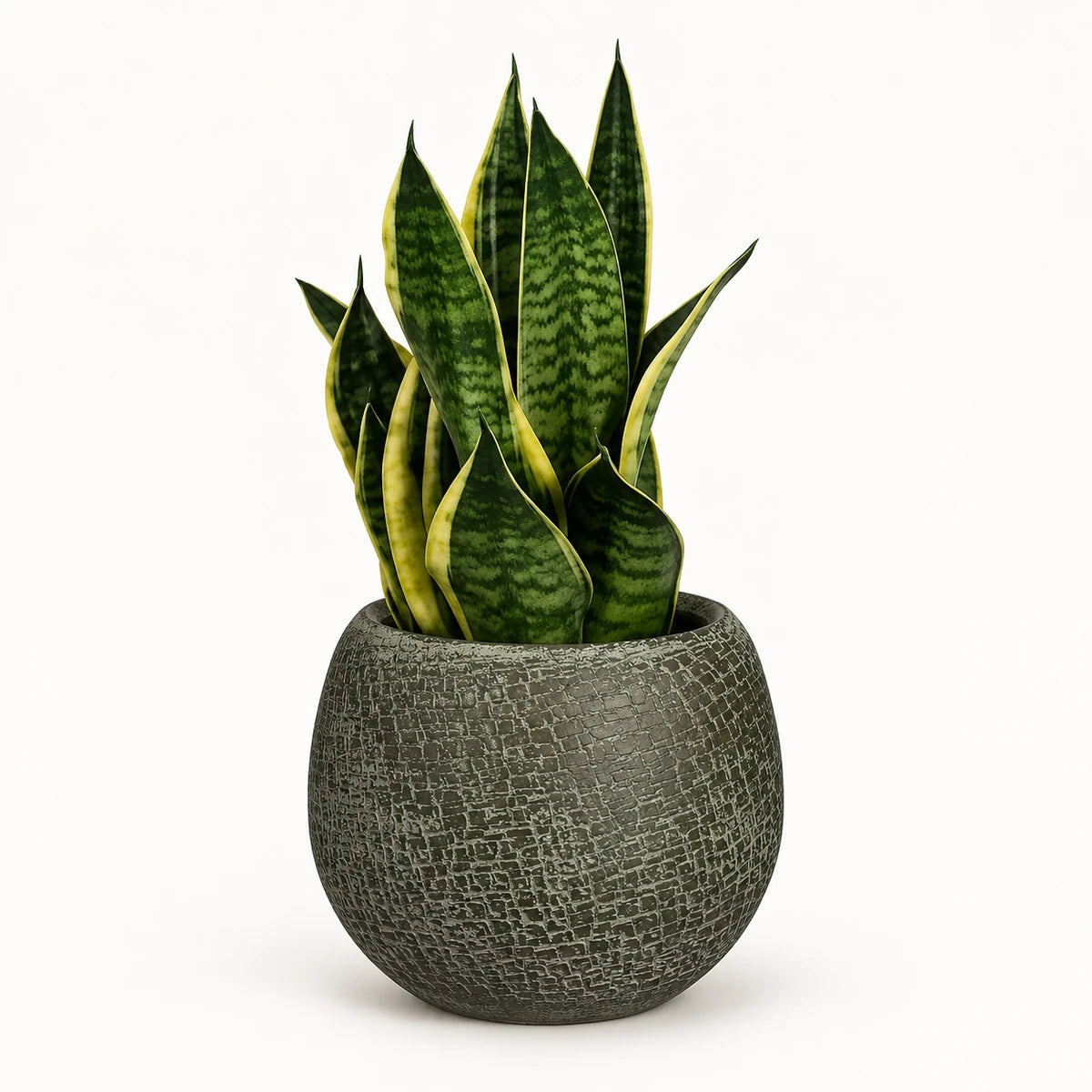 Sansevieria tr. 'futura superba' 14cm + Raquel green 19cm