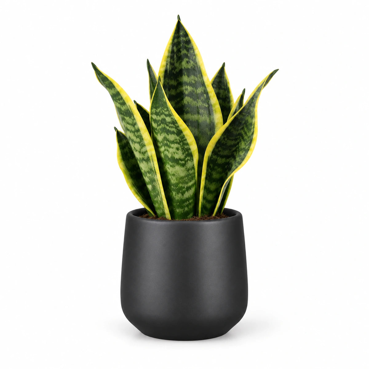 Sansevieria tr. 'futura superba' 9cm + Amber dark grey matt 9cm (1087667)