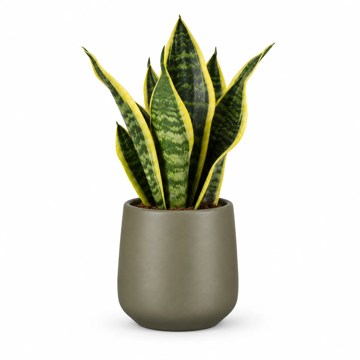 Sansevieria tr. 'futura superba' 9cm + Amber green matt 8.5cm (1087670)