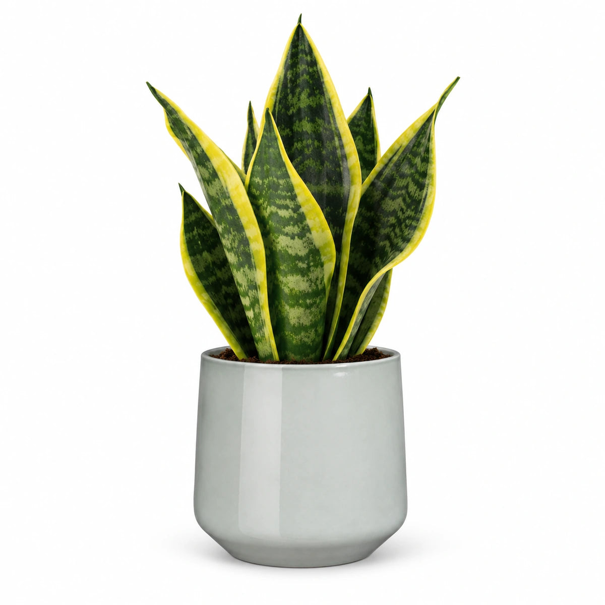 Sansevieria tr. 'futura superba' 9cm + Amber light grey 9cm (1167581)