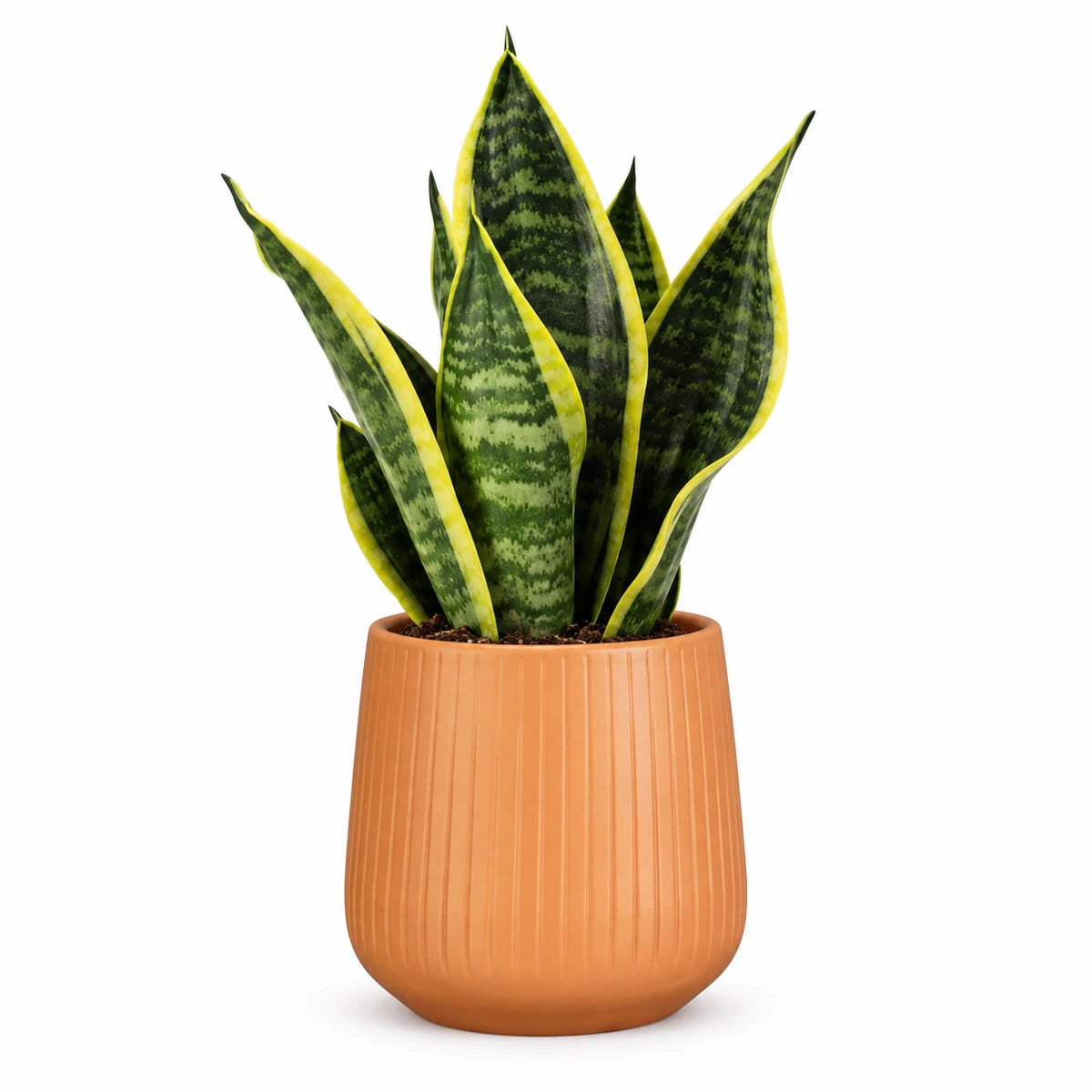 Sansevieria tr. 'futura superba' 9cm + Amber orange vertical 9cm (1133676)