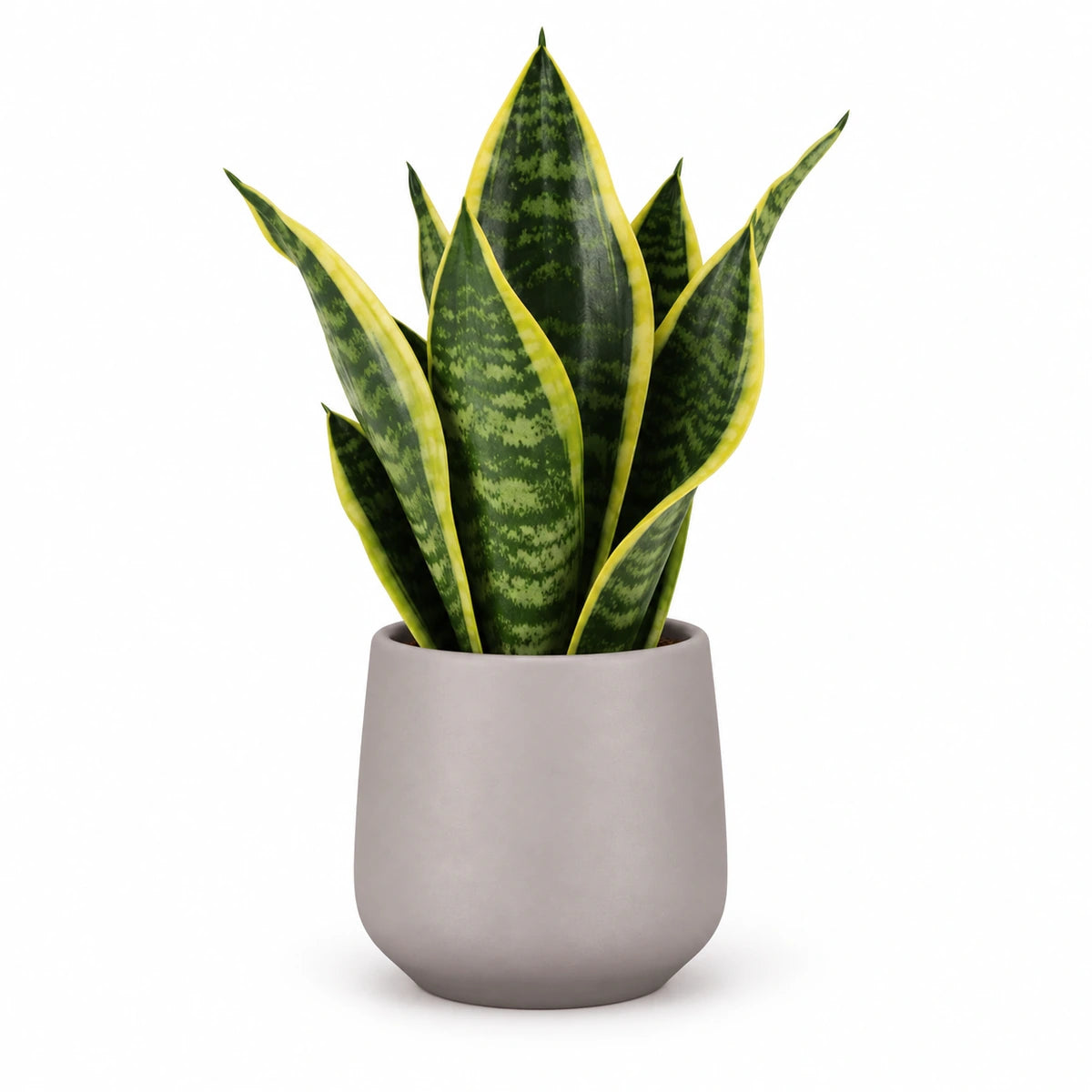 Sansevieria tr. 'futura superba' 9cm + Amber taupe matt 8.5cm (1087664)