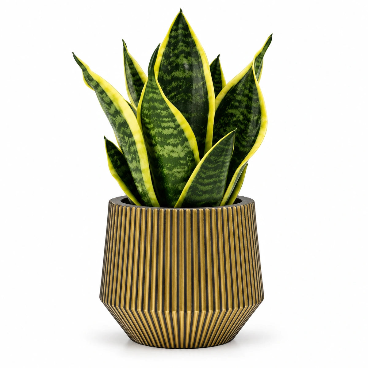 Sansevieria tr. 'futura superba' 9cm + Capi Vase cylinder geo groove black-gold 13cm (BGVGB332)