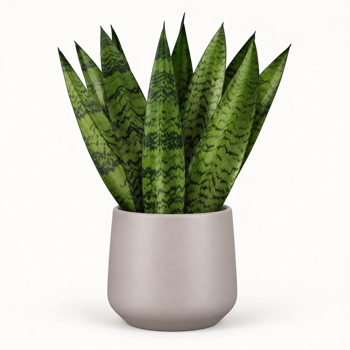 Sansevieria zeylanica 'fan' 12cm + Amber taupe matt 12cm (1087665)